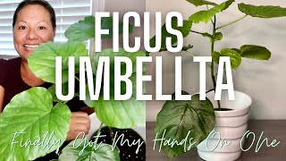 Ficus Umbellata Plant Shopping [upl. by Nahte]