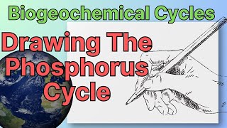 Biogeochemical Cycles Drawing The Phosphorus Cycle [upl. by Akir]