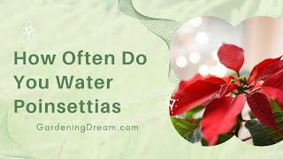 How Often Do You Water Poinsettias [upl. by Carlock]