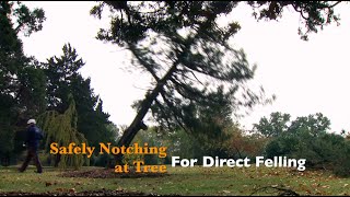 How to Safely Notch a Tree for Direct Felling [upl. by Sirtimid]