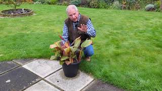 How should I overwinter a potted Canna lily  wwwgardenhelp [upl. by Walls]