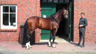 Comte  Hanoverian Stallionn by Contendro I [upl. by Cony]