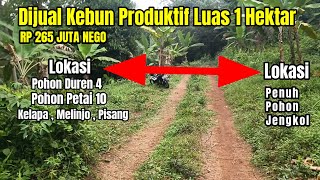 Dijual Cepat Kebun Produktif Luas 1 Hektar Akses Mobil DurenPetejengkolmelinjo Penuh  265 juta [upl. by Carley154]