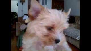 Golddust Yorkshire Terrier Chance 8 weeks [upl. by Eldwen]