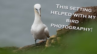 Apparently this automatic setting will help with my bird photography Bempton Cliffs [upl. by Nylyak407]