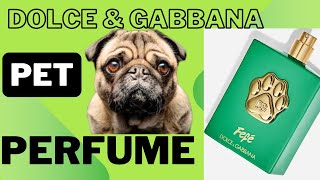 Dolce amp Gabbana launch 100 perfume for dogs  show me dogs  dogs [upl. by Notsgnik372]