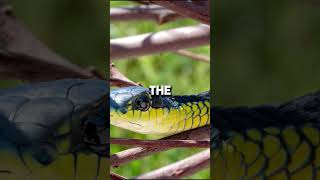 Boomslangs The Terrifying Tree Snake You Never Saw Coming [upl. by Suoicul352]