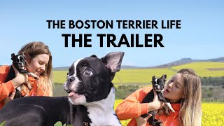 The Boston Terrier Life  The Trailer [upl. by Dolhenty]