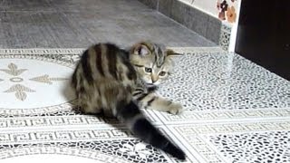 Cute and funny Kitten catch the tail [upl. by Salzhauer822]