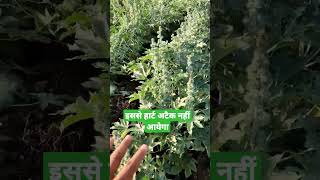 Castor Farming in India Castor Seed Production अरण्डी का बीज उत्पादन कैसे करें agriculture [upl. by Lsil432]