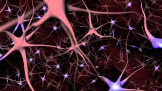 Neurons and What They Do  An Animated Guide [upl. by Notgnirrab666]