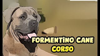 Formentino Cane Corso [upl. by Leela]