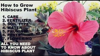 How to Grow Hibiscus PlantFull Information with Tips [upl. by Suzan523]