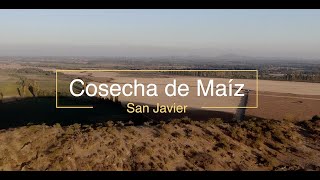 Cosecha de Maíz San Javier [upl. by Sperling]