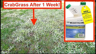 Crabgrass killer that wont kill grass  A Professional Secret [upl. by Nishi]