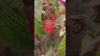 Fall raspberries raspberry fruit [upl. by Orford]