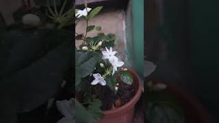 mogra song marathi gardaning flower flowers mograplant mogra [upl. by Brantley458]