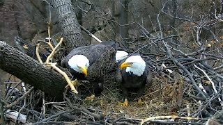 AEFDC Eagle Cam  Nestorations and Mating  01·10·17 [upl. by Iolenta]