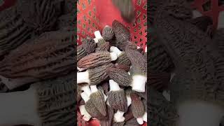 Morchella mushroom best for healthmushroom morchella morelmushrooms upajcareerinstitute [upl. by Bernetta593]