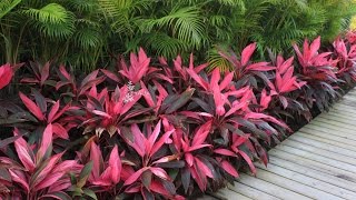 Cordyline fruticosa Red Sister  Hawaiian Ti Good Luck Tree [upl. by Hillegass724]