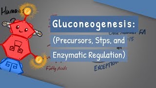 Gluconeogenesis [upl. by Gombosi365]