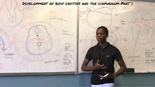 Development of body Cavities and diaphragm Part 1 [upl. by Afital858]