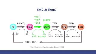 5mC and 5hmC Sequencing Methods and The Comparison [upl. by Goldwin]