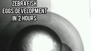 ZEBRAFISH EGG DEVELOPMENT  FIRST 2 HOURS  UNDER MICROSCOPE  BEAUTIFUL MUST WATCH [upl. by Eihcir]