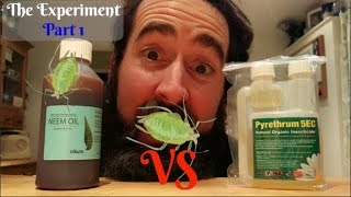 Aphids vs Pyrethrum and Neem The Experiment Part 1 [upl. by Noiraa]