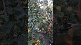 Harvesting Quince Fruit [upl. by Ahsead]