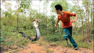 MAS PINAKAMALAKI PANG KING COBRA [upl. by Marci]