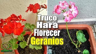 MIRA COMO HACER FLORECER TUS GERANIOS [upl. by Atinomar572]