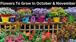 Flowers To Grow In October and November  Flowers to plant in October and November [upl. by Lilli]