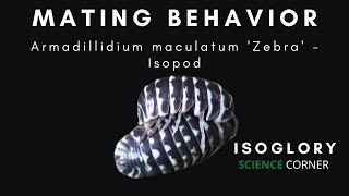 Armadillidium maculatum quotZebra Isopodsquot Breeding Behavior ASMR [upl. by Jayne]