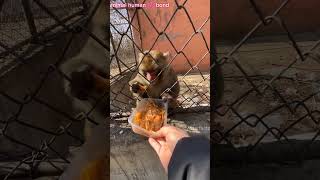 Ronchi monkey 🐒 insano को देखते ही unpe हमला क्यू kar deta था🥹🥹 [upl. by Monreal831]