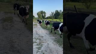 Cows Sensing Danger A Stampede Begins [upl. by Eben]