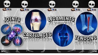 Joints Cartilage Ligament Tendon  Skeletal System  Bones  Science  Teacher Beth Class TV [upl. by Korwin]