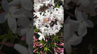 素馨花Jasminum grandiflorum [upl. by Melvin]