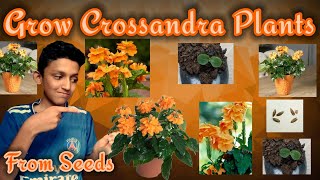 How to grow Crossandra Plants from seeds With successfull updates  Gardening Tip On Crossandra [upl. by Chandless]