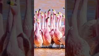 Did You Know A Group of Flamingos is Called [upl. by Ltihcox]