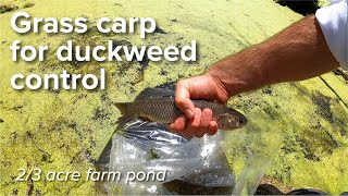 Grass carp for duckweed control [upl. by Woothen]