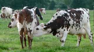 Vaches sélectionnées pour la régulation de la production laitière [upl. by Aerdnac]