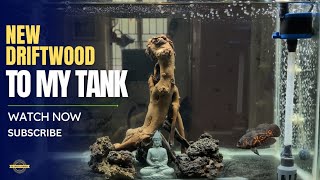 New driftwood to my oscar fish tank I Enhances the natural look of your aquarium [upl. by Afatsuom98]