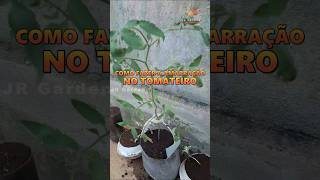 Amarrar o Tomateiro tomate hortaemcasa shorts [upl. by Carlick]