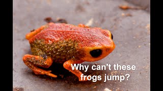 Why cant these frogs jump [upl. by Maximilien]