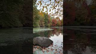 Central Park Fall Foliage centralpark travel fallfoliage [upl. by Eromle140]