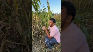 Bhaderwahi zamindari Maize 🌽cutting funny comedy [upl. by Ifen]