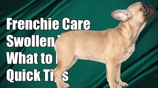 What should I do if my French Bulldog has a swollen stomach [upl. by Proctor350]