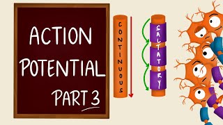 Conduction of nerve impulse  Action Potential Propagation  Saltatory Conduction  Nerve Physiology [upl. by Norrek818]