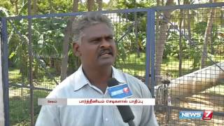 Parthenium plants are toxic affects agriculture and humans  Tamil Nadu  News7 Tamil [upl. by Davon]